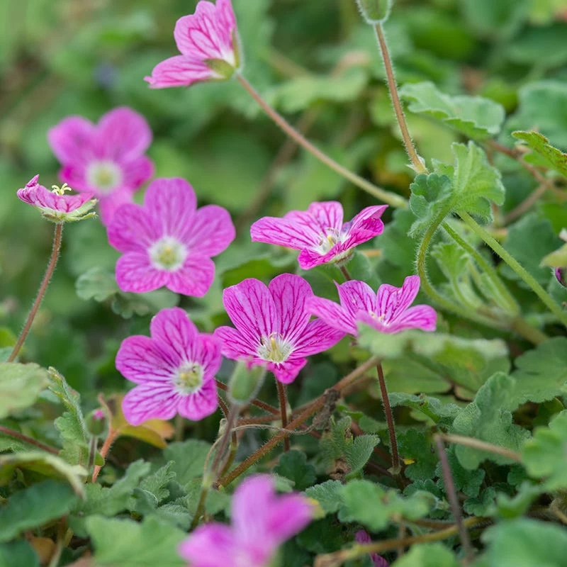 Bishop's Form Heronsbill (Erodium) - Image 2