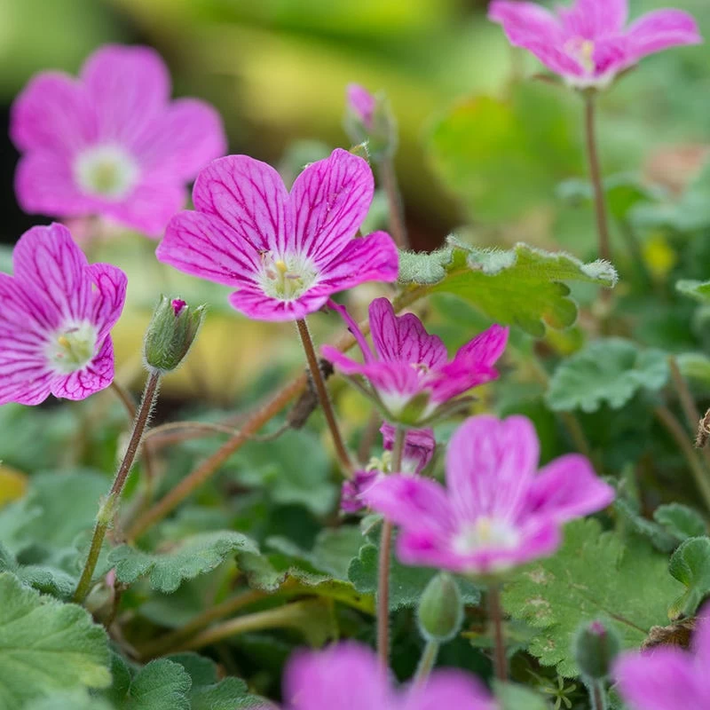 Bishop's Form Heronsbill (Erodium) - Image 3