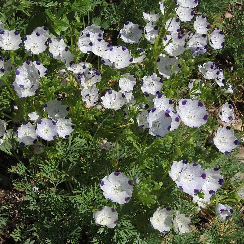 Alternative Lawn Wildflower Seed Mix - Image 2