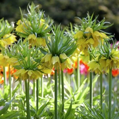 Yellow Crown Imperial - Image 2