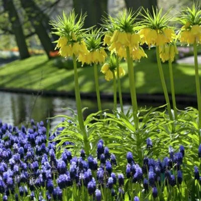 Yellow Crown Imperial - Image 3