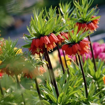 Red Crown Imperial - Image 3