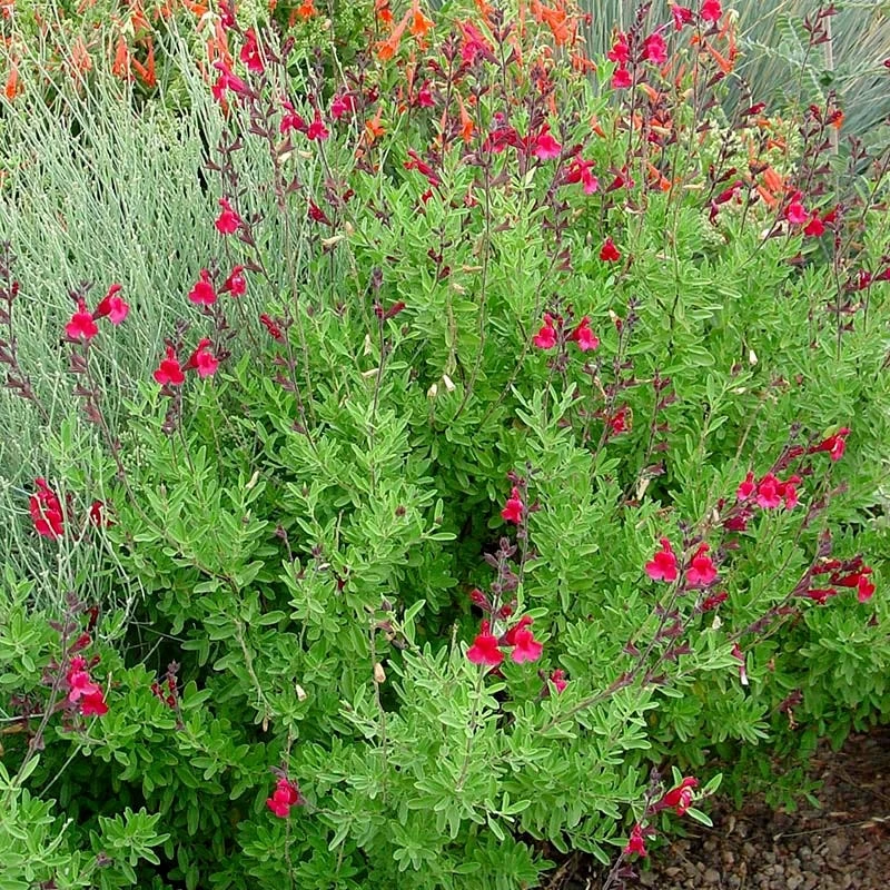 Furman's Red Texas Salvia - Image 4