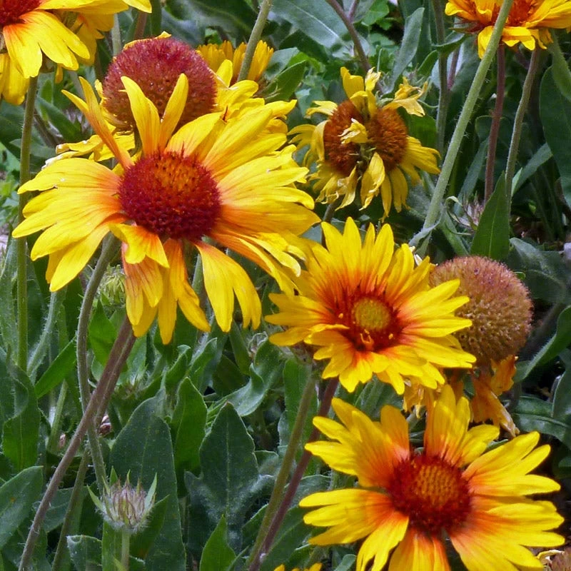 Amber Wheels Gaillardia - Image 3