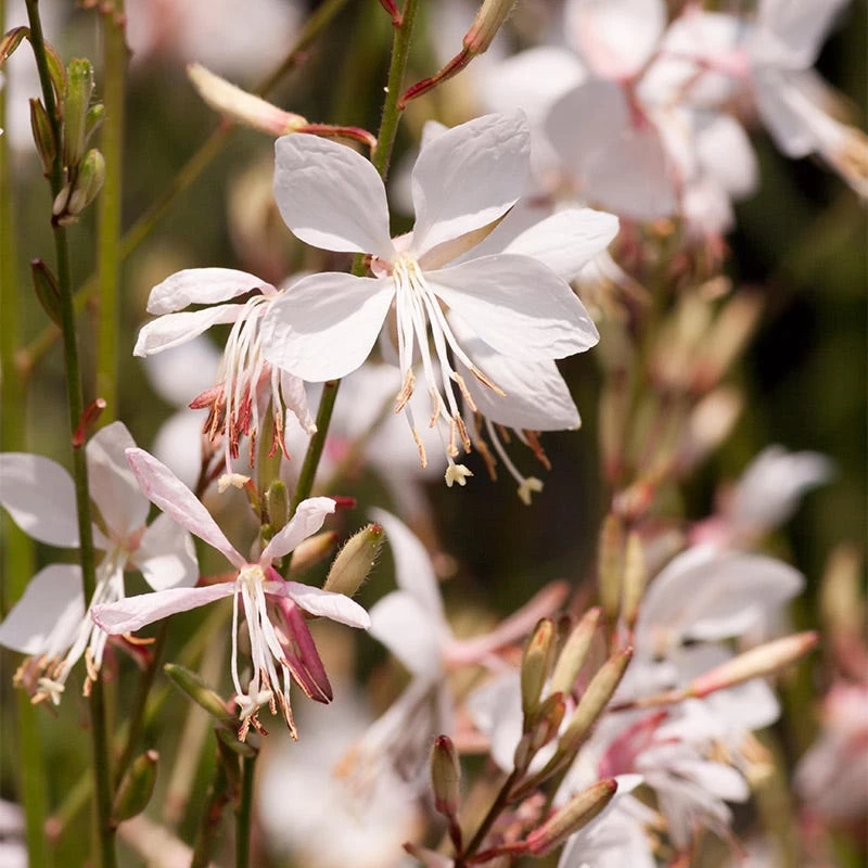 Snow Fountain Gaura - Image 4