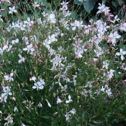 Snow Fountain Gaura