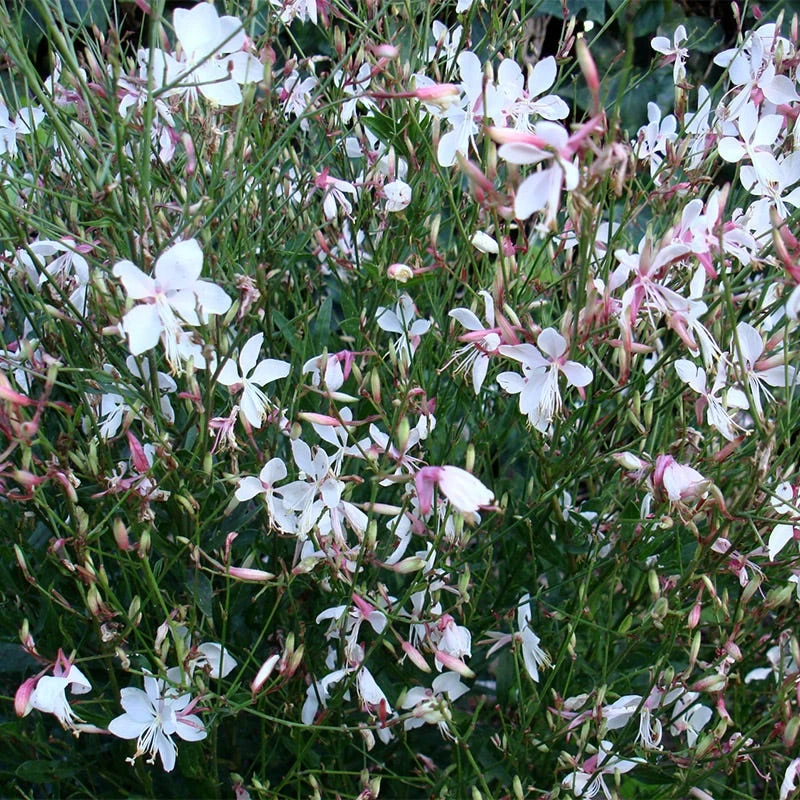 Snow Fountain Gaura - Image 3