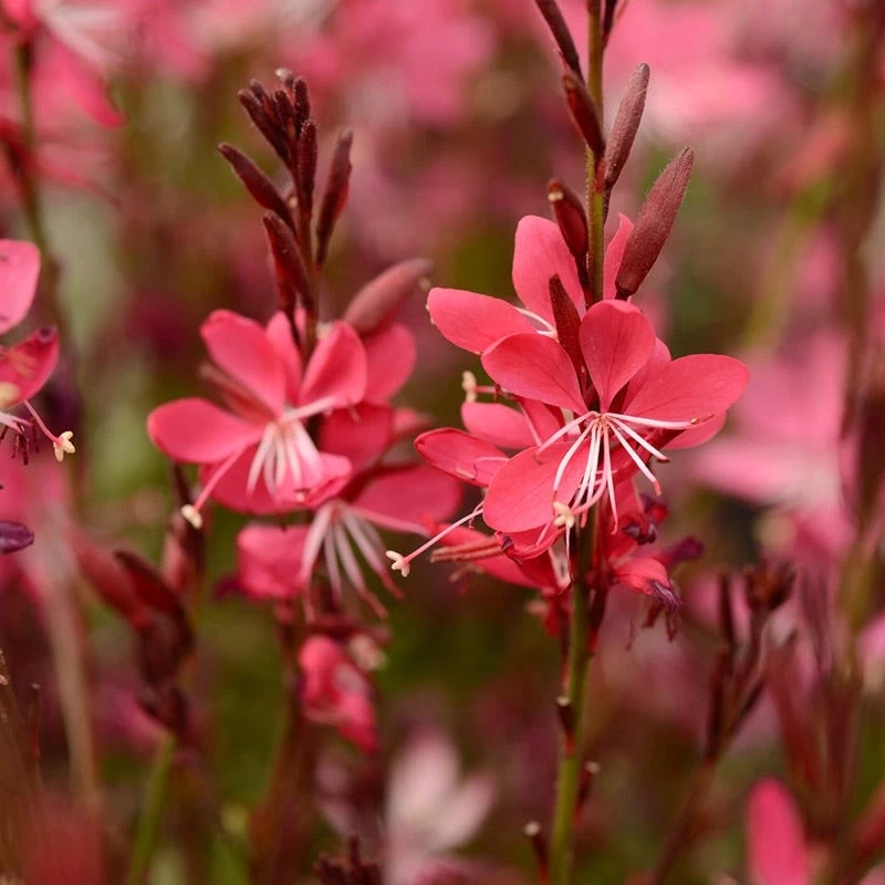 Whiskers Deep Rose Gaura - Image 2