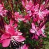 Whiskers Deep Rose Gaura