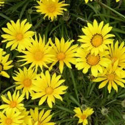 Colorado GoldĀ® Gazania