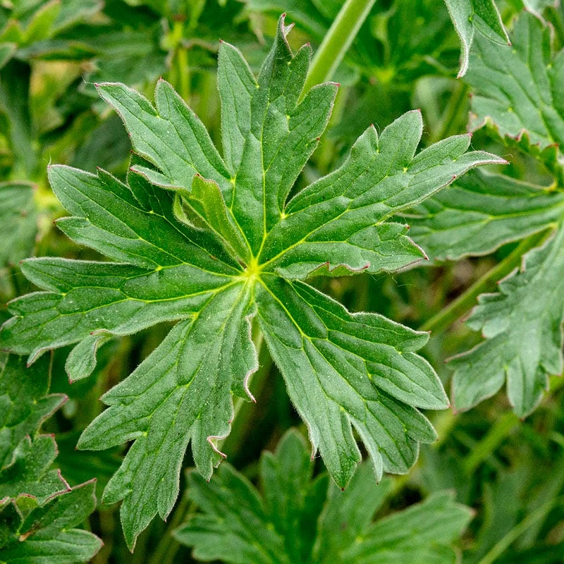 Sticky Geranium - Image 2