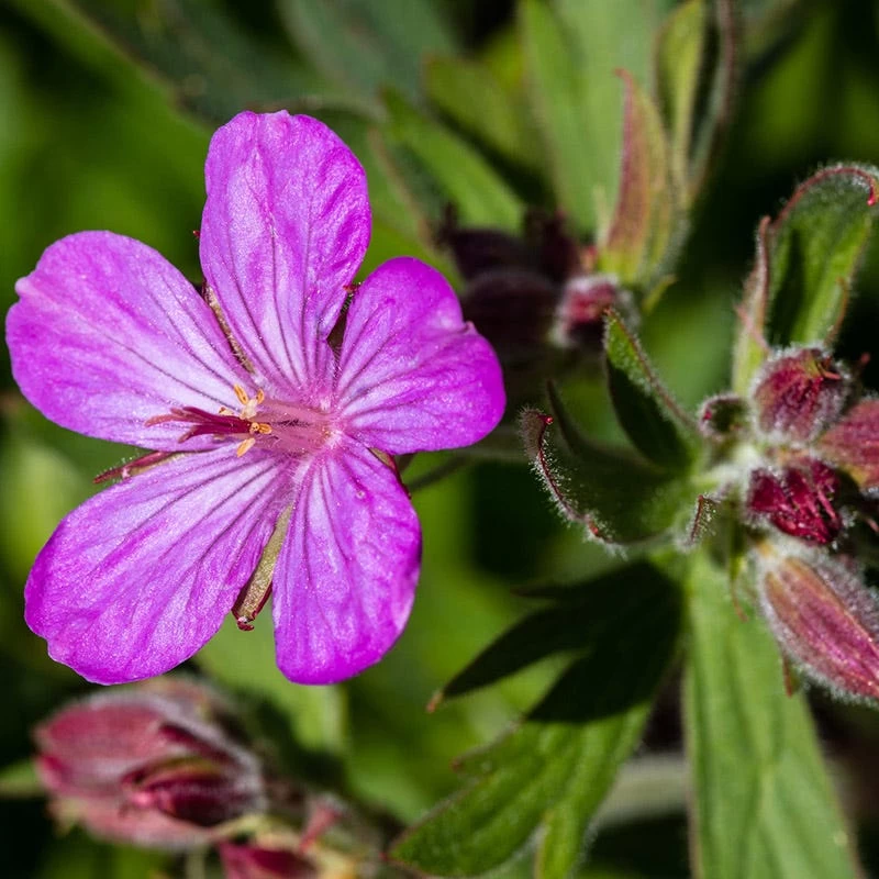 Sticky Geranium - Image 3