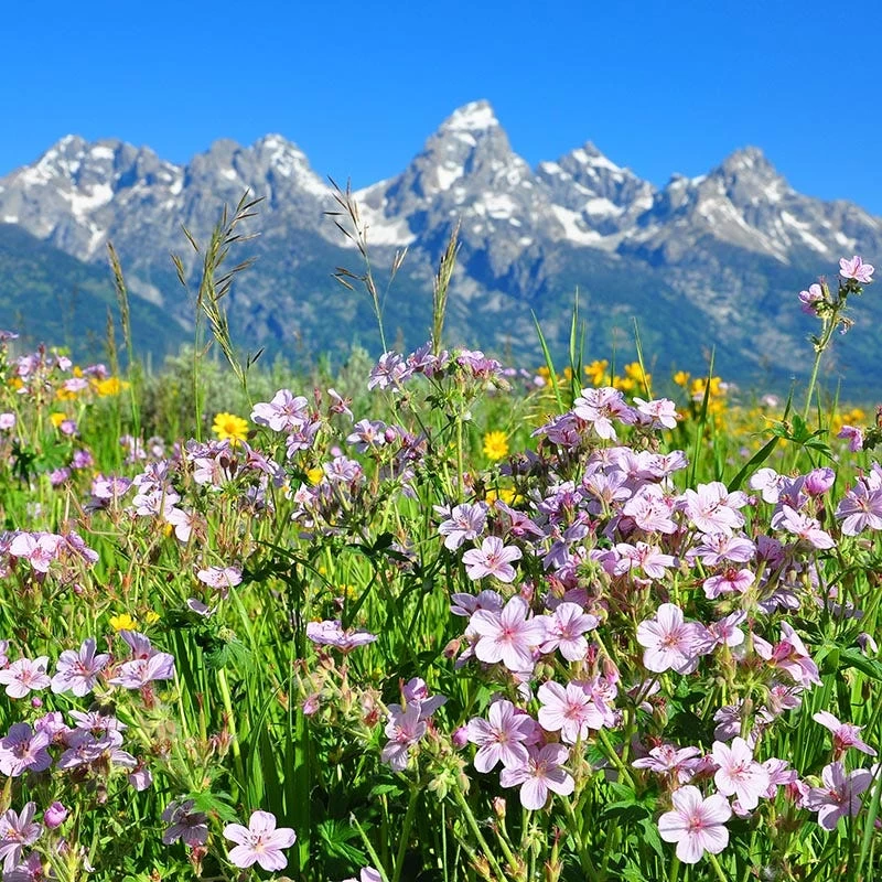 Sticky Geranium - Image 4