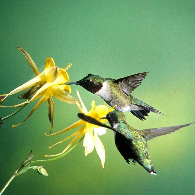 Golden Spur Columbine - Image 4