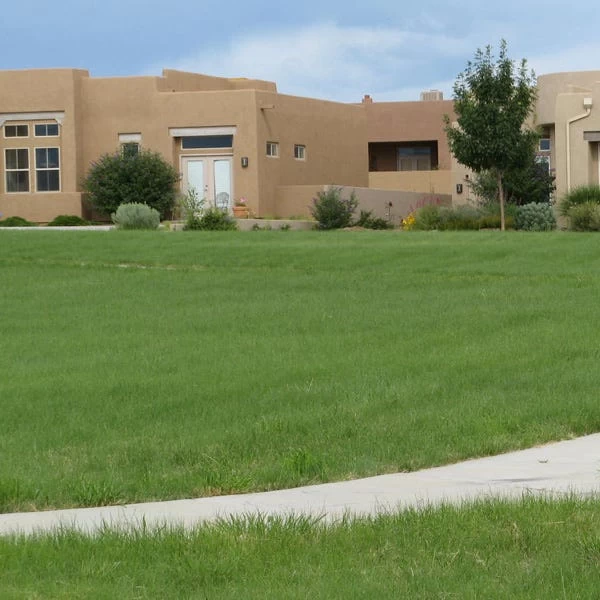 Hachita Blue Grama Grass Plugs - Image 2