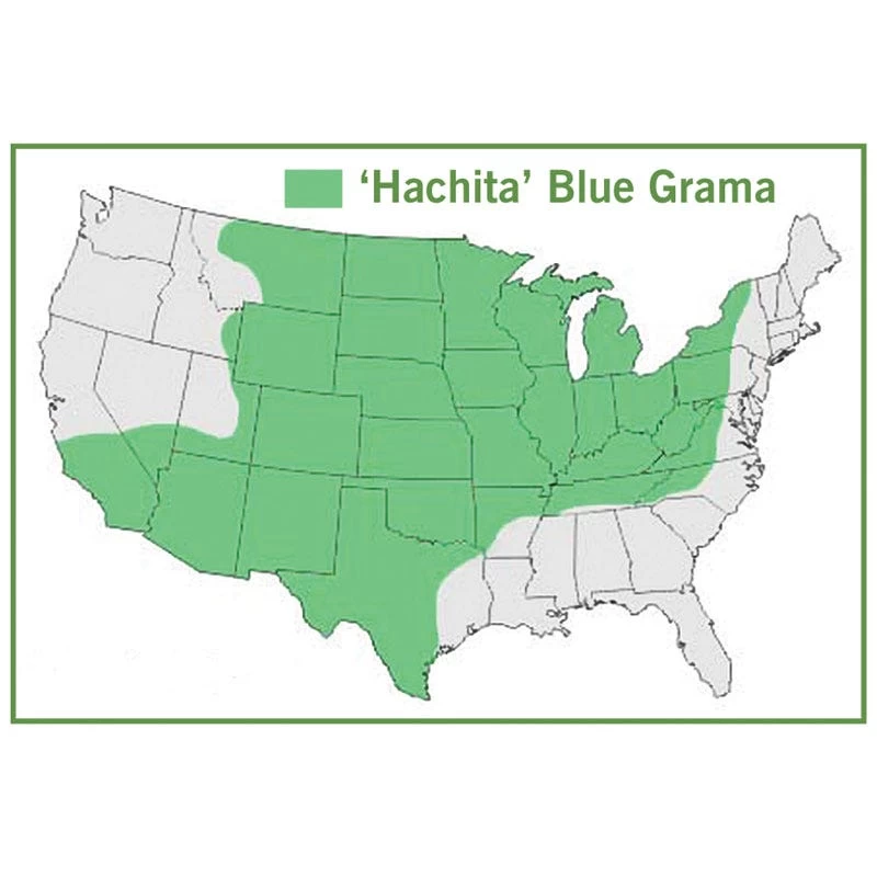 Hachita Blue Grama Grass Plugs - Image 4