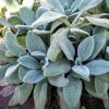Silver Carpet Lamb's Ear
