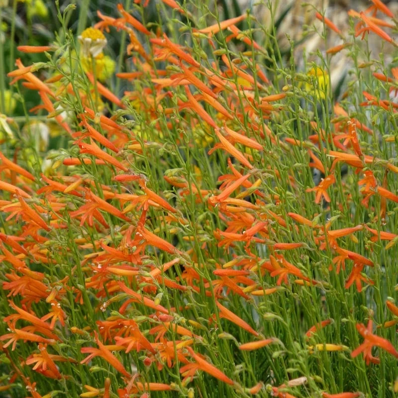 Luminous Pineleaf Penstemon - Image 2