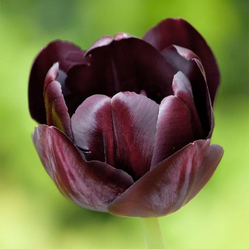 Queen Of The Night Single Late Tulip - Image 3