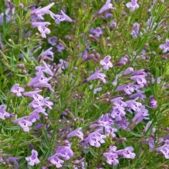 Profuse Pink False Pennyroyal (Hedeoma)