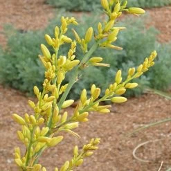 Yellow Flowering Texas Yucca (Hesperaloe)