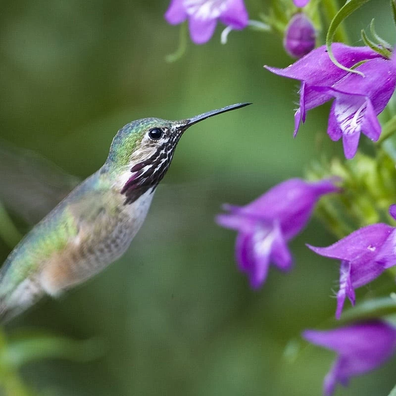 Pike's Peak Purple® Penstemon - Image 4