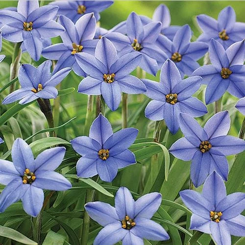 Jessie Spring Starflower - Image 2