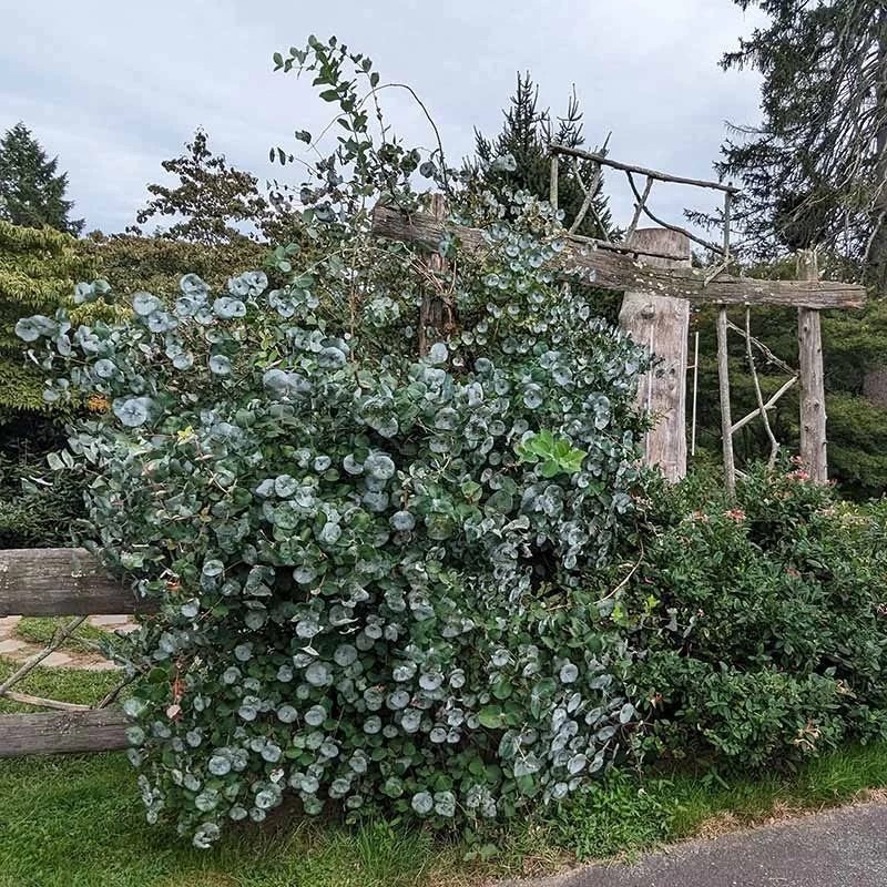 Kintzley's Ghost® Honeysuckle Vine - Image 4