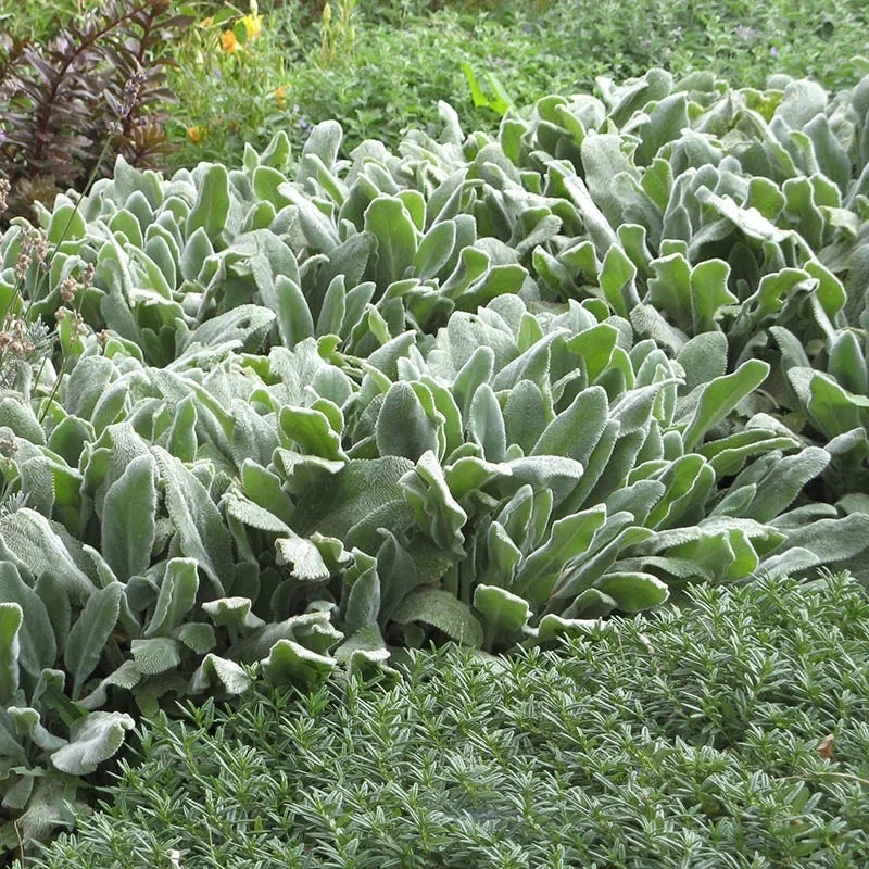 Helen Von Stein Lamb's Ear - Image 2