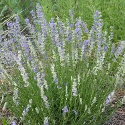 FlowerKisser® Delft Blue & White English Lavender