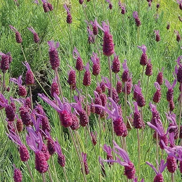 Purple Ribbon Spanish Lavender - Image 2