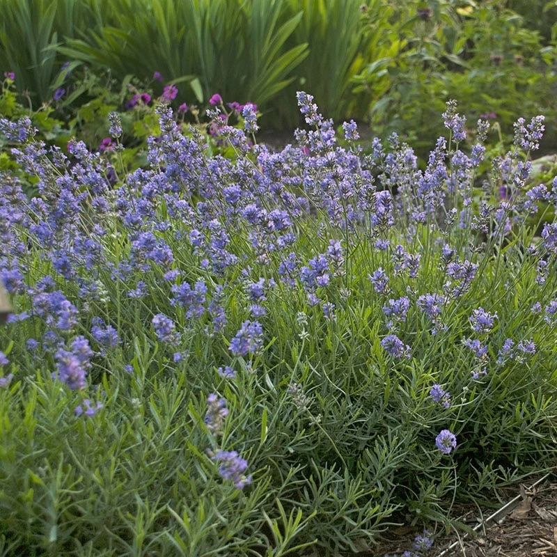 Blue Cushion English Lavender - Image 2