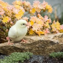 Little Peach Lewisia