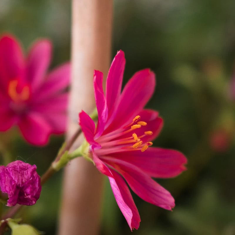 Little Raspberry Lewisia - Image 2