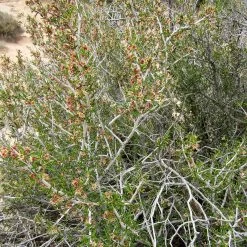 Littleleaf Mountain Mahogany (Cercocarpus)