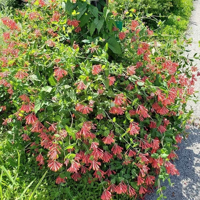 Major Wheeler Honeysuckle Vine - Image 6