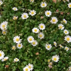 Miniature Mat Daisy (Bellium)