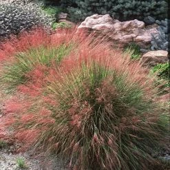 Undaunted® Ruby Muhly Grass