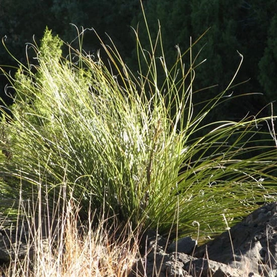 Green's Beargrass (Nolina) - Image 2
