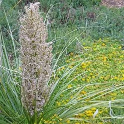 Green's Beargrass (Nolina)