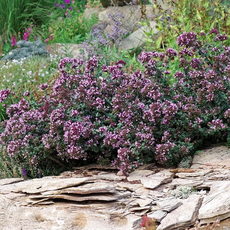 Rotkugel Ornamental Oregano - Image 6
