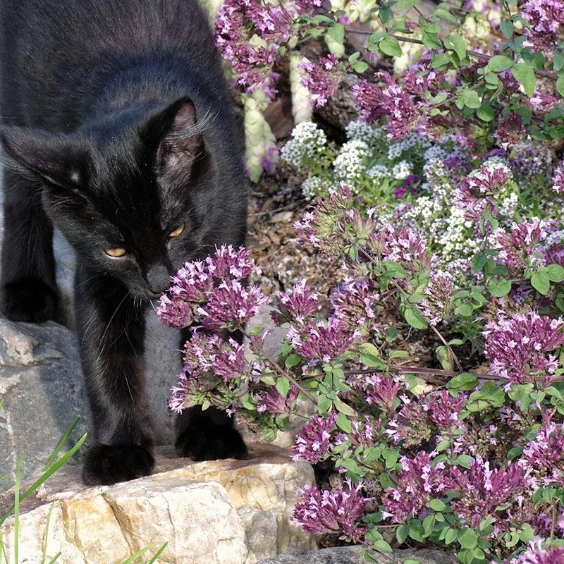 Rotkugel Ornamental Oregano - Image 2