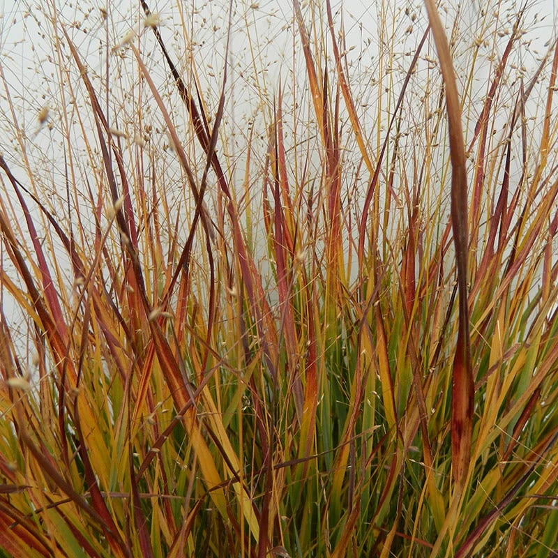Ruby Ribbons® Prairie Switchgrass - Image 2