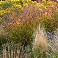 Ruby Ribbons® Prairie Switchgrass