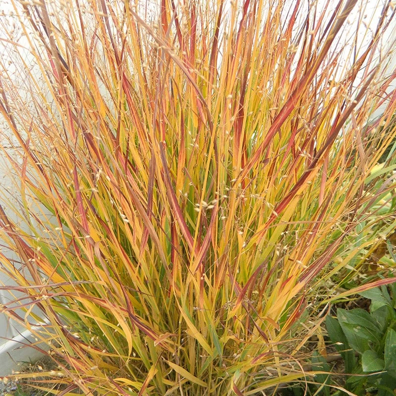 Ruby Ribbons® Prairie Switchgrass - Image 3