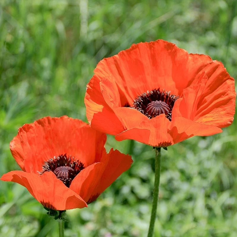 Brilliant Oriental Poppy - Image 3