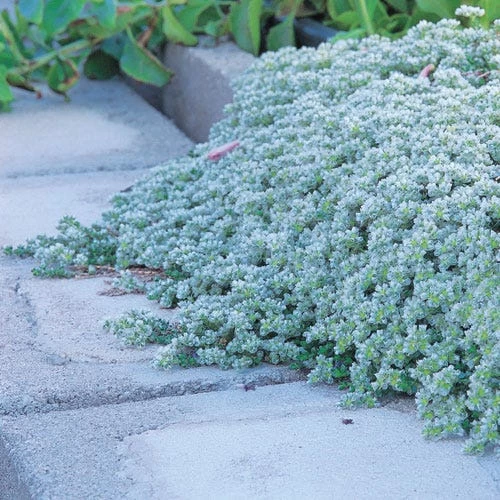 Paronychia (Silver Nailwort) - Image 2