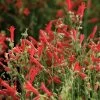 Compact Pineleaf Penstemon