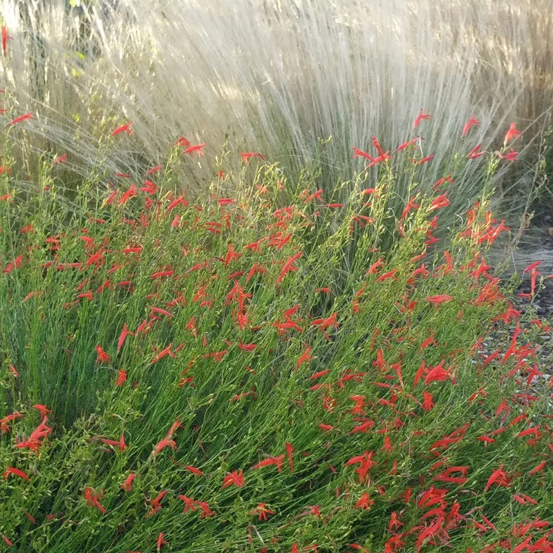 Pineleaf Penstemon - Image 3