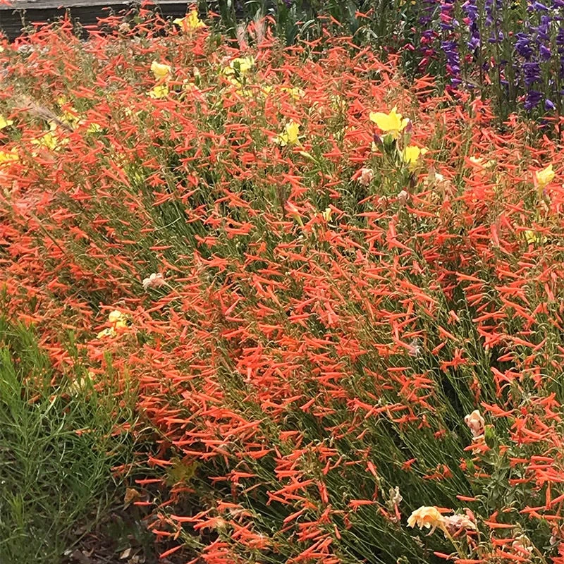 Luminous Pineleaf Penstemon - Image 3